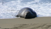 PICTURES/Elephant Seals on Cambria Beach/t_P1050262.JPG